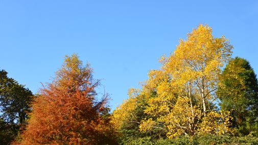 Tulip Tree Autumn